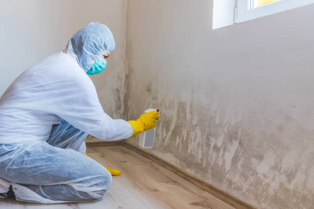 Licensed Black Mold Removal service in Honey Grove, PA - WQB Mold Removal