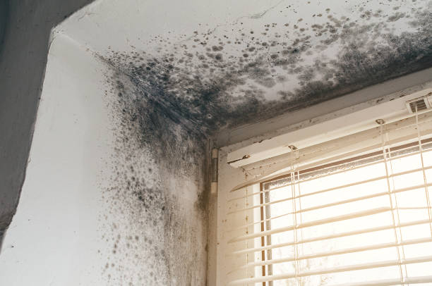 Affordable Black Mold Removal solutions in Honey Grove, PA