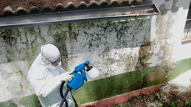 Top rated local Black Mold Removal specialists in Honey Grove, PA